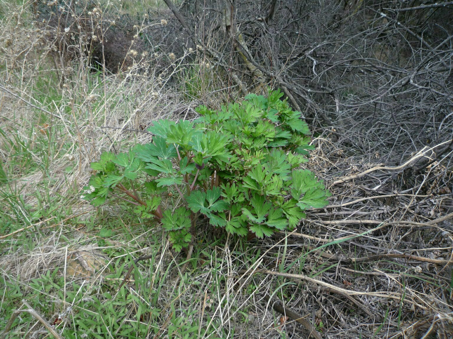 High Resolution Paeonia californica Bud